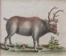 012913_Edwards_Reindeer